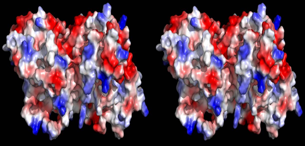 Tubulin Esthetics - Famous Proteins in Frames